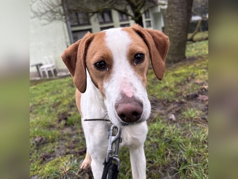 Bee eine sanfte Mimosenblüte