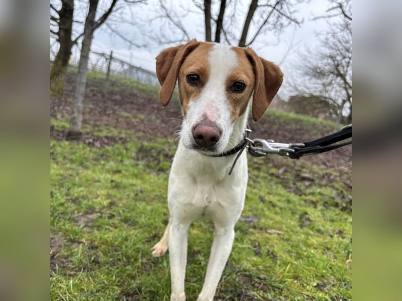 Bee eine sanfte Mimosenblüte