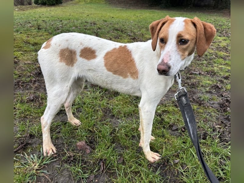 Bee eine sanfte Mimosenblüte