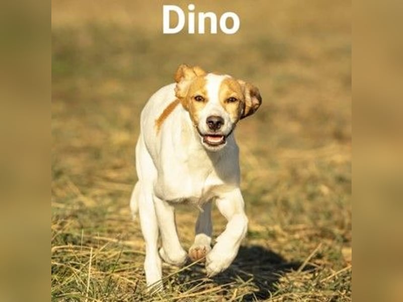 Dino sucht eine aktive Familie