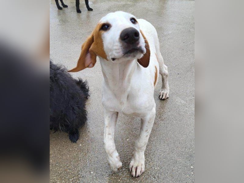 Bracken-Bub ♥Tilly♥ ein wahrer Sonnenschein sucht seine PS oder ES