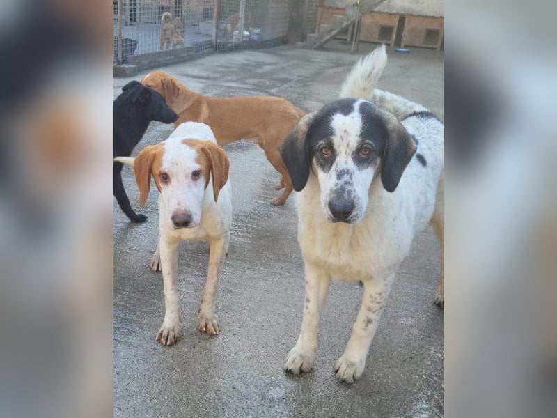 Bracken-Bub ♥Tilly♥ wahrer Sonnenschein