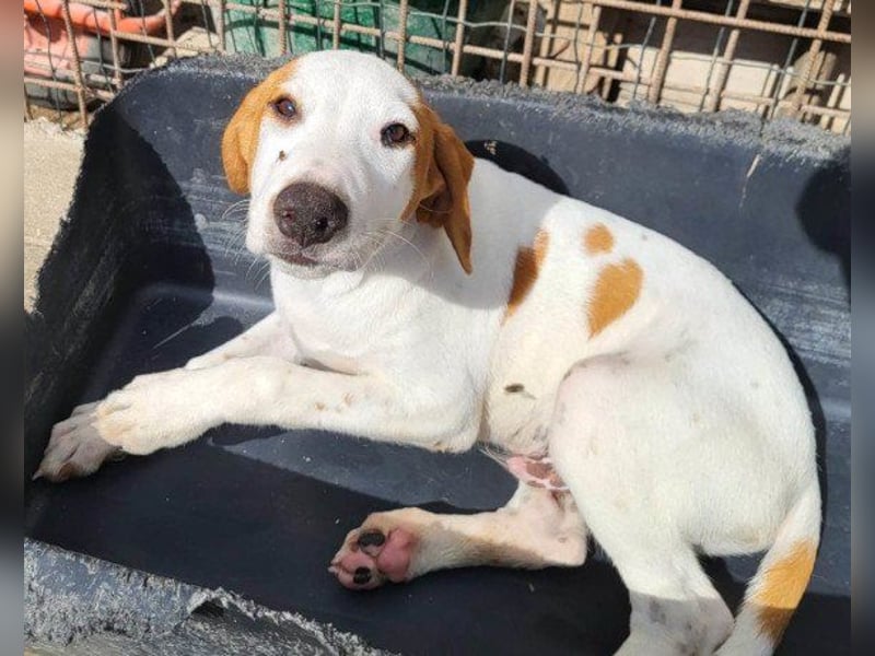 Bracken-Bub ♥Tilly♥ ein wahrer Sonnenschein sucht seine PS oder ES