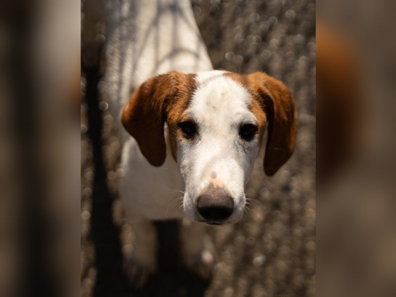 Bracken-Bub ♥Tilly♥ ein wahrer Sonnenschein sucht seine PS oder ES