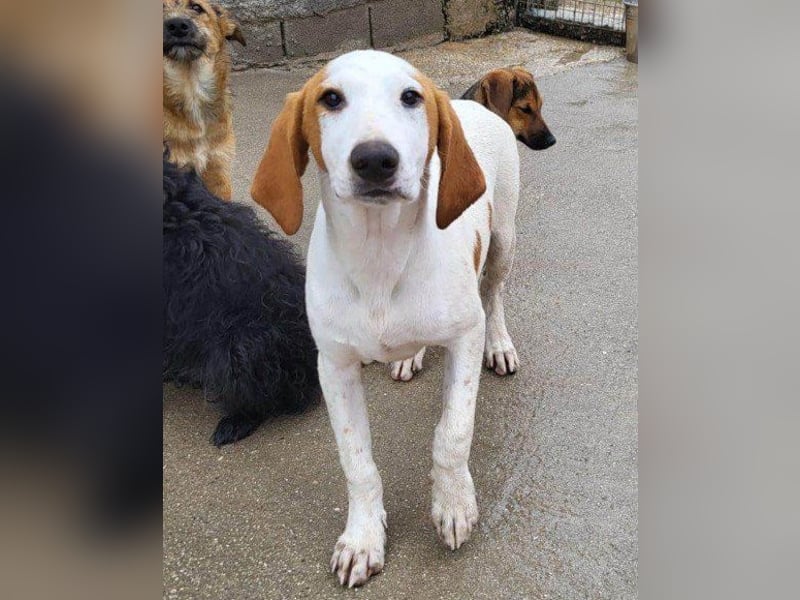 Bracken-Bub ♥Tilly♥ ein wahrer Sonnenschein sucht seine PS oder ES