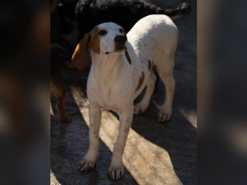 Bracken-Bub ♥Tilly♥ ein wahrer Sonnenschein sucht seine PS oder ES