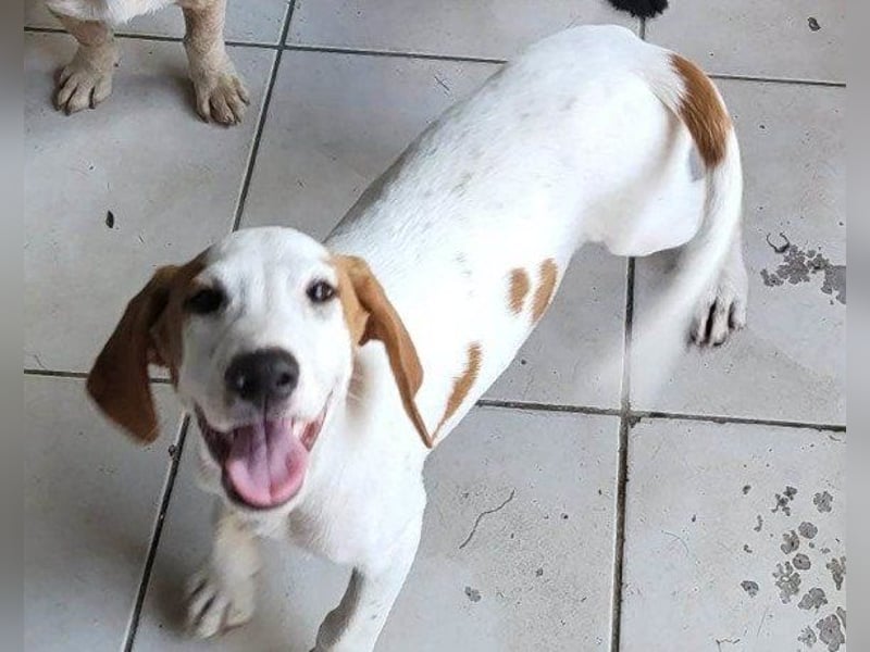 Bracken-Bub ♥Tilly♥ ein wahrer Sonnenschein sucht seine PS oder ES
