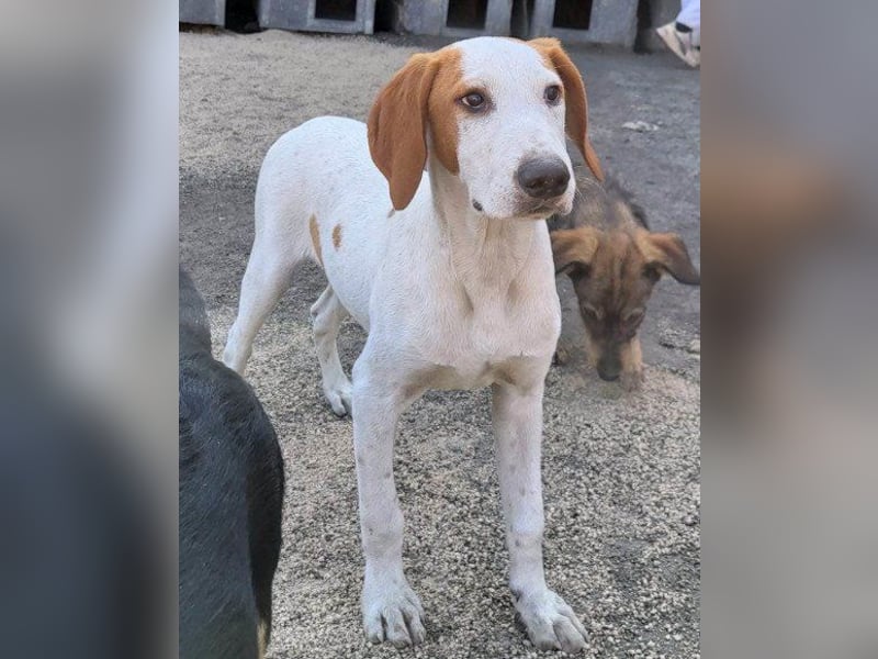 Bracken-Bub ♥ Tilly ♥ ein wahrer Sonnenschein