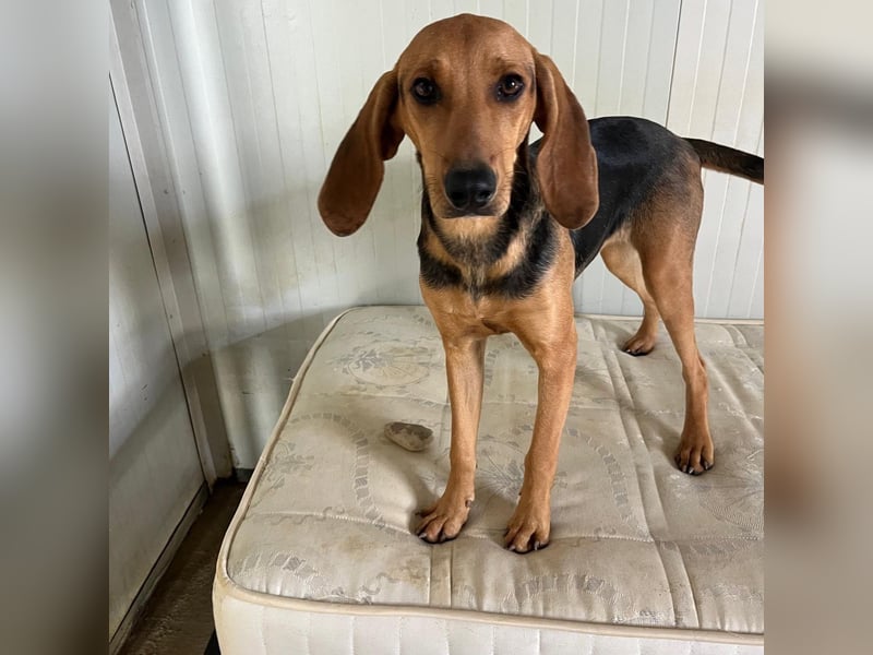 Serena - freundliche unternehmungslustige Hündin