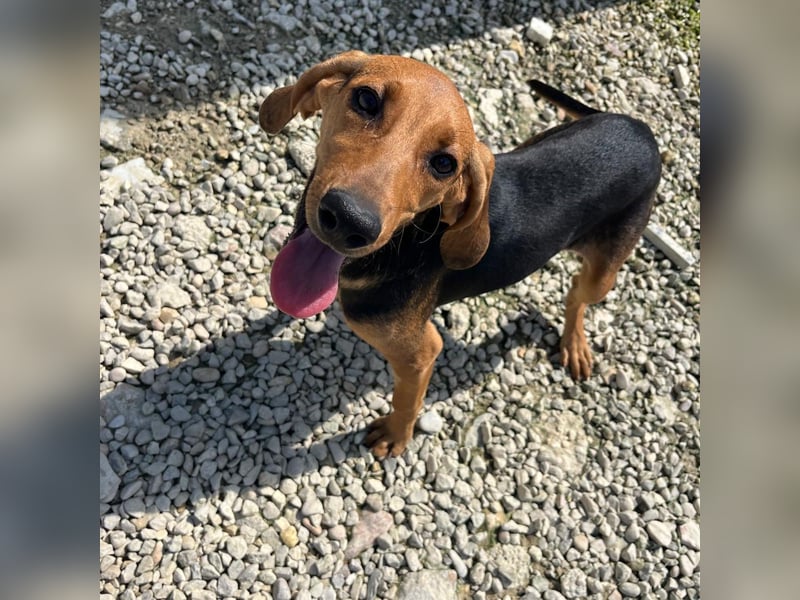 Serena - freundliche unternehmungslustige Hündin