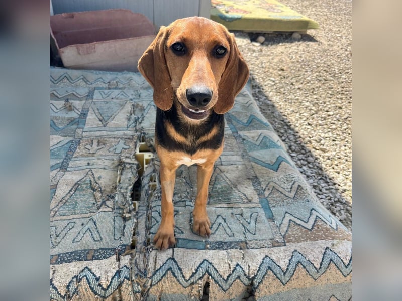 Venus - junge aufgeschlossene Hündin