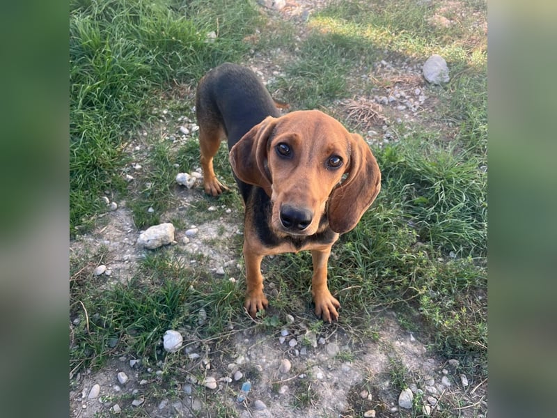 Serena - freundliche unternehmungslustige Hündin