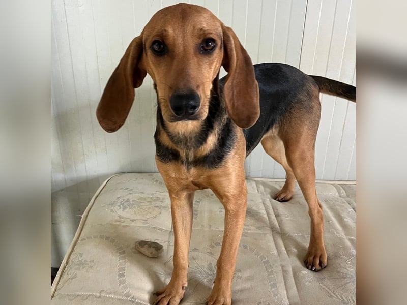 Serena - freundliche unternehmungslustige Hündin