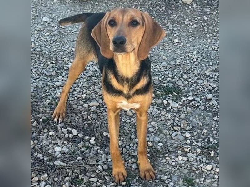 Venus - junge aufgeschlossene Hündin