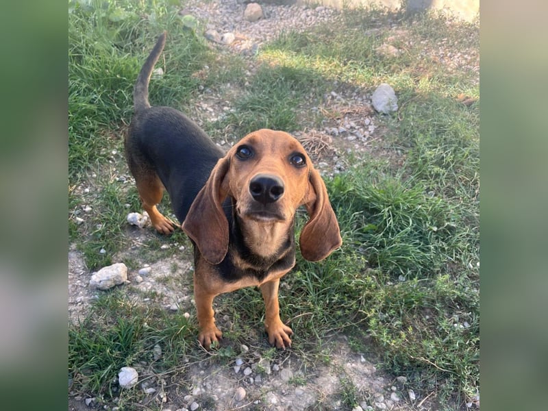 Serena - freundliche unternehmungslustige Hündin