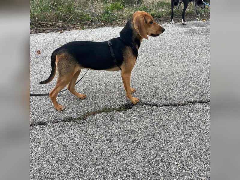 Venus - junge aufgeschlossene Hündin