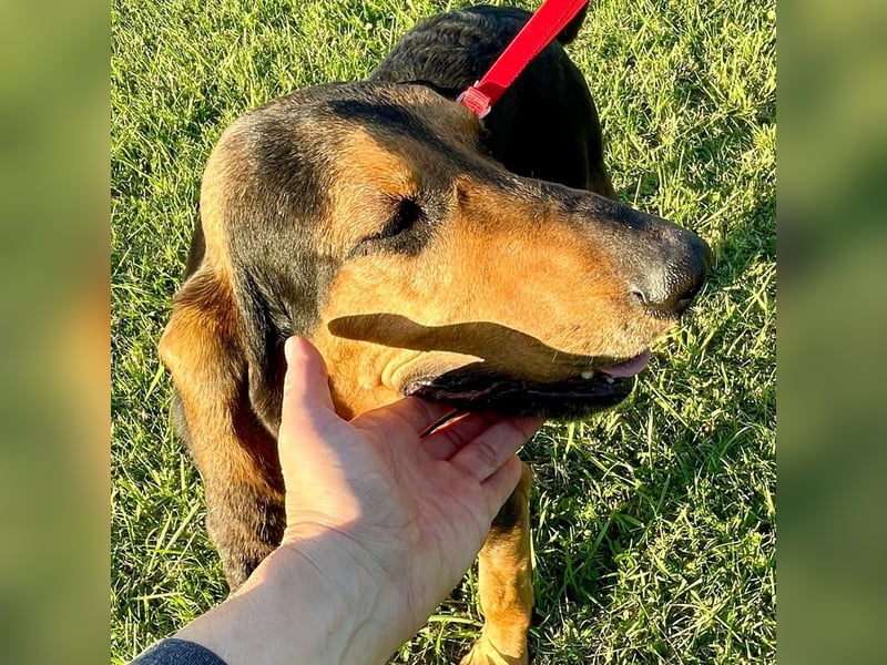 Fulvio (Fhul) - dynamischer lieber Bub