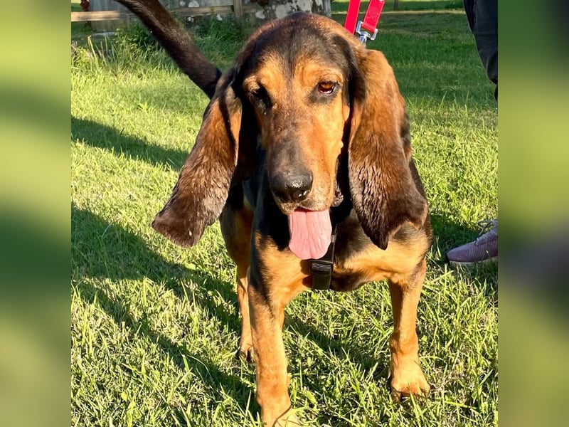 Fulvio (Fhul) - dynamischer lieber Bub