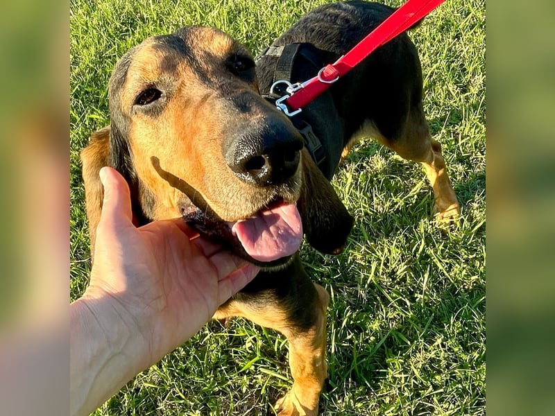 Fulvio (Fhul) - dynamischer lieber Bub