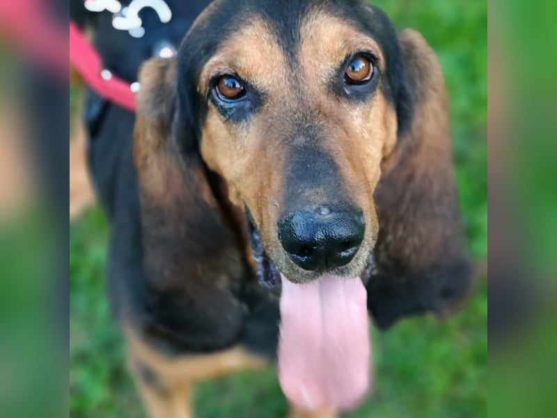 Fulvio (Fhul) - dynamischer lieber Bub