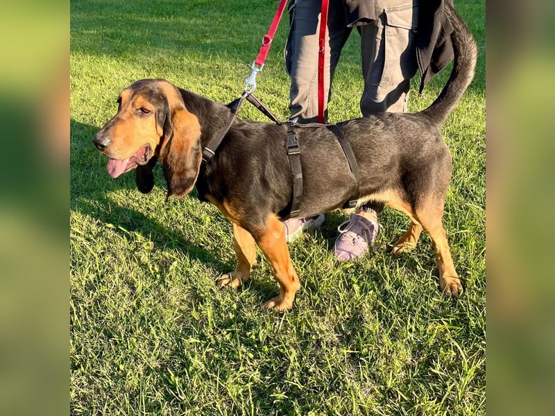 Fulvio (Fhul) - dynamischer lieber Bub