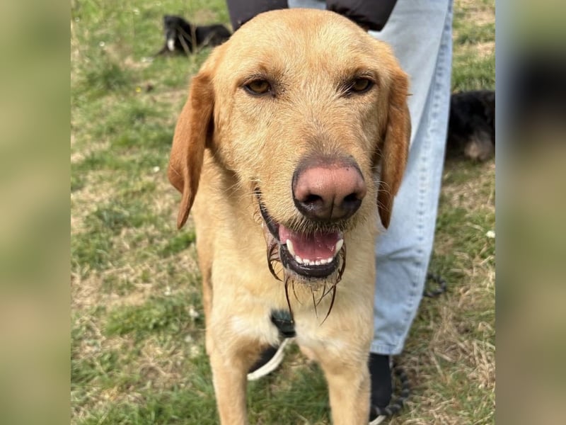 Lillo - ein ruhiger, bescheidener,  freundlicher Bub