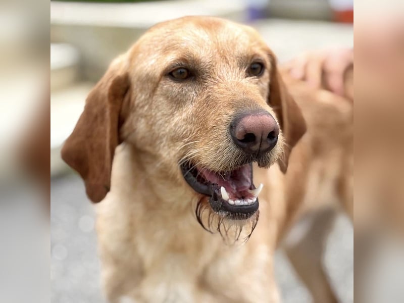 Lillo - ein ruhiger, bescheidener,  freundlicher Bub