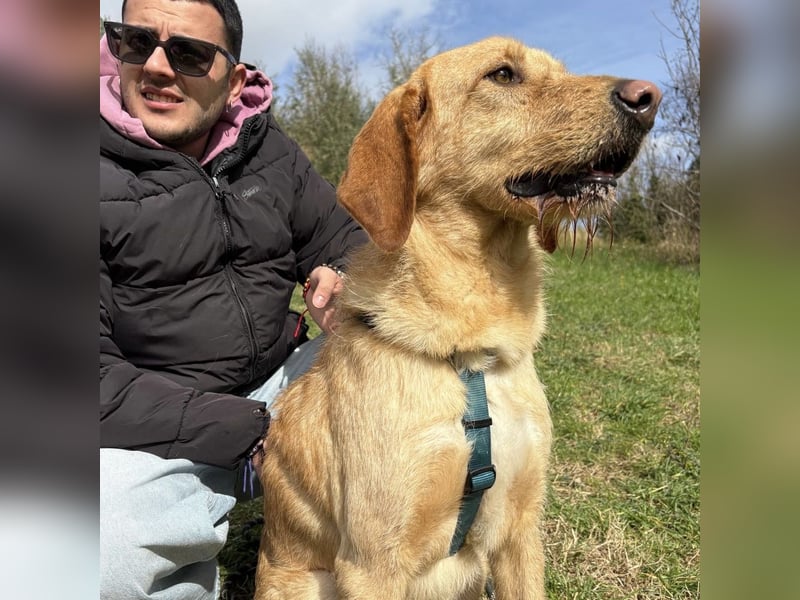 Lillo - ein ruhiger, bescheidener,  freundlicher Bub