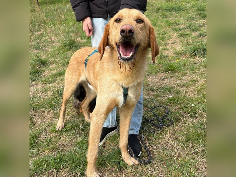 Lillo - Einfach ein treuer Begleiter mit xxl ❤, der seine Familie sucht! Kein Kläffer. Kein Drama.