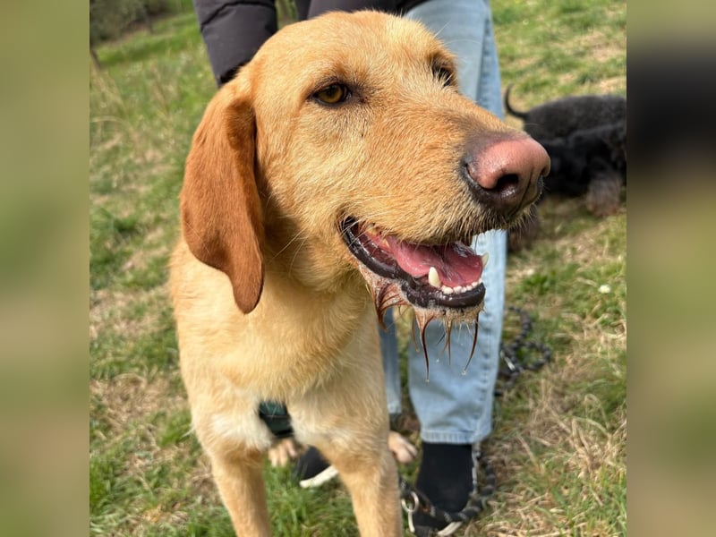 Lillo - Einfach ein treuer Begleiter mit xxl ❤, der seine Familie sucht! Kein Kläffer. Kein Drama.