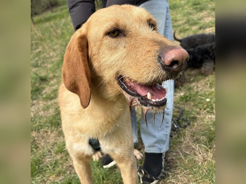 Lillo - ein ruhiger, bescheidener,  freundlicher Bub
