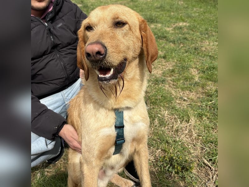 Lillo - ein ruhiger, bescheidener,  freundlicher Bub