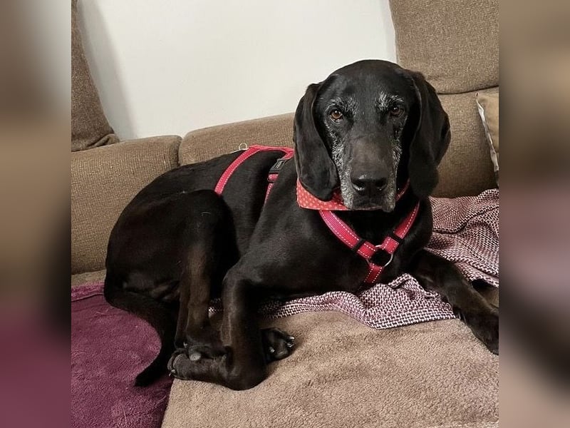 Nero - ein wunderbarer Bub