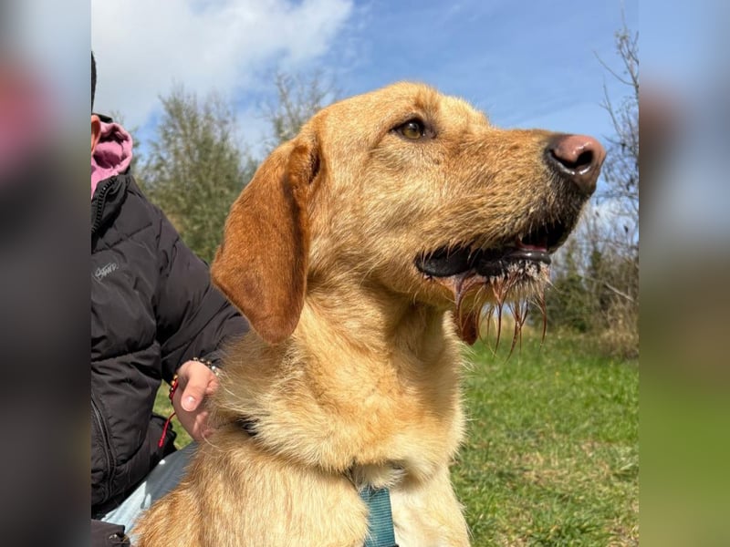 Lillo - Einfach ein treuer Begleiter mit xxl ❤, der seine Familie sucht! Kein Kläffer. Kein Drama.