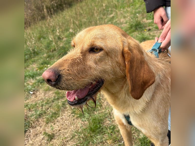 Lillo - Einfach ein treuer Begleiter mit xxl ❤, der seine Familie sucht! Kein Kläffer. Kein Drama.
