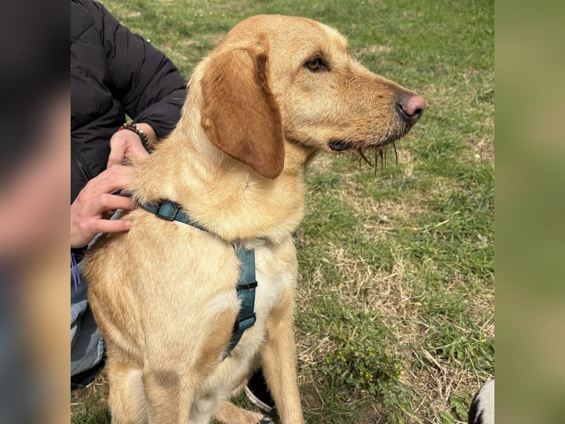 Lillo - ein ruhiger, bescheidener,  freundlicher Bub