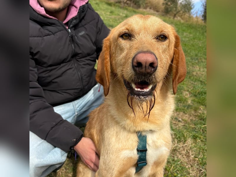 Lillo - Einfach ein treuer Begleiter mit xxl ❤, der seine Familie sucht! Kein Kläffer. Kein Drama.