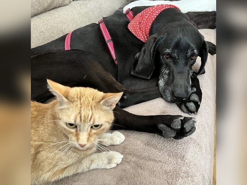 Nero - ein wunderbarer Bub