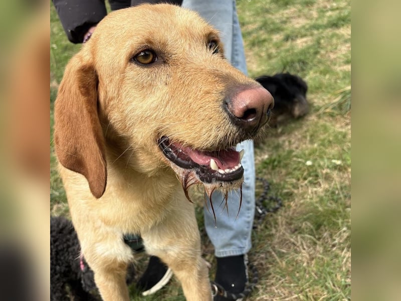 Lillo - ein ruhiger, bescheidener,  freundlicher Bub