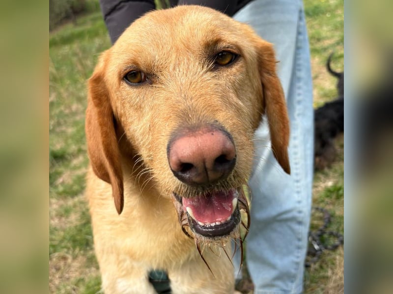 Lillo - Einfach ein treuer Begleiter mit xxl ❤, der seine Familie sucht! Kein Kläffer. Kein Drama.