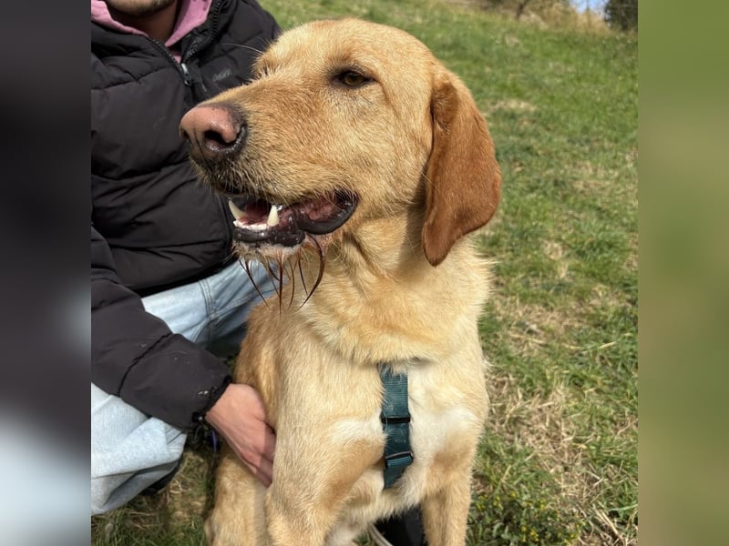 Lillo - ein ruhiger, bescheidener,  freundlicher Bub