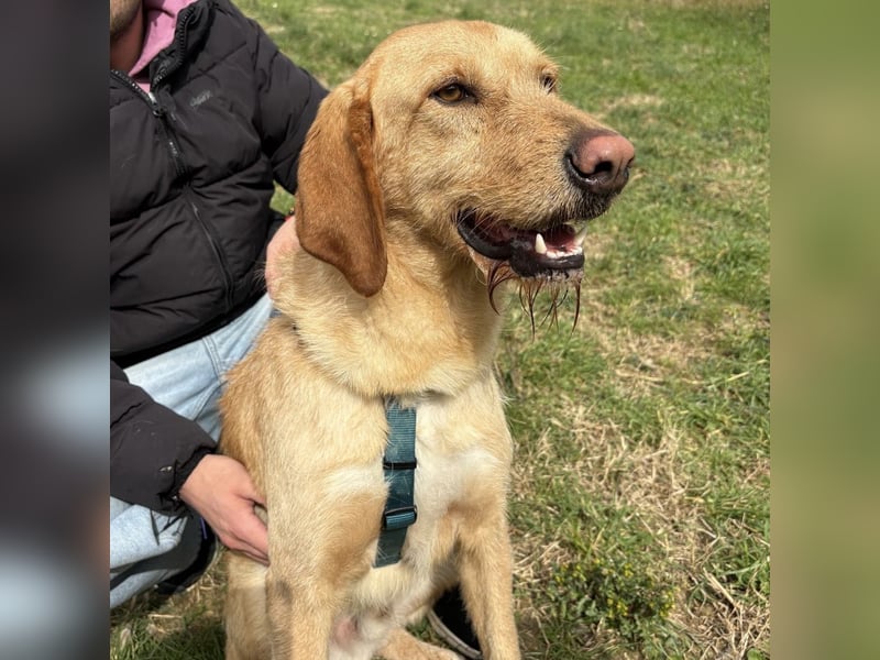 Lillo - ein ruhiger, bescheidener,  freundlicher Bub