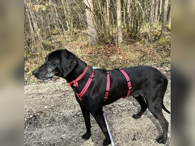 Nero - ein wunderbarer Bub