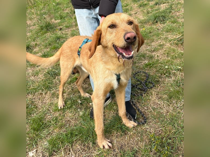Lillo - Einfach ein treuer Begleiter mit xxl ❤, der seine Familie sucht! Kein Kläffer. Kein Drama.
