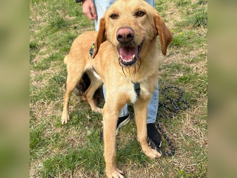 Lillo - Einfach ein treuer Begleiter mit xxl ❤, der seine Familie sucht! Kein Kläffer. Kein Drama.