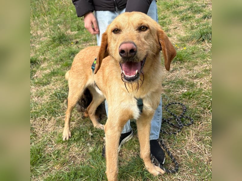 Lillo - Einfach ein treuer Begleiter mit xxl ❤, der seine Familie sucht! Kein Kläffer. Kein Drama.