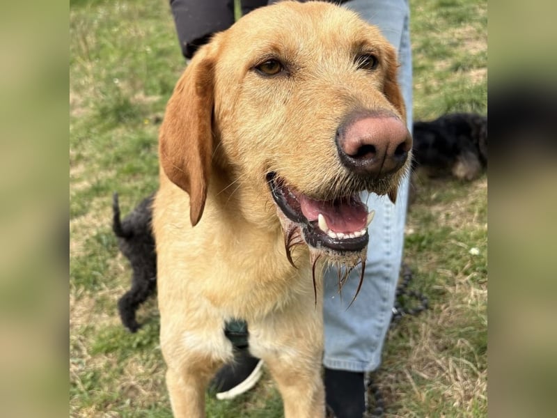 Lillo - ein ruhiger, bescheidener,  freundlicher Bub