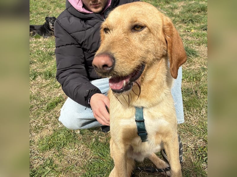 Lillo - ein ruhiger, bescheidener,  freundlicher Bub