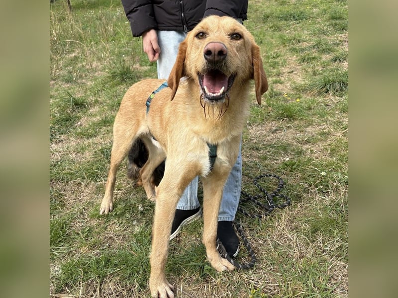 Lillo - ein ruhiger, bescheidener,  freundlicher Bub