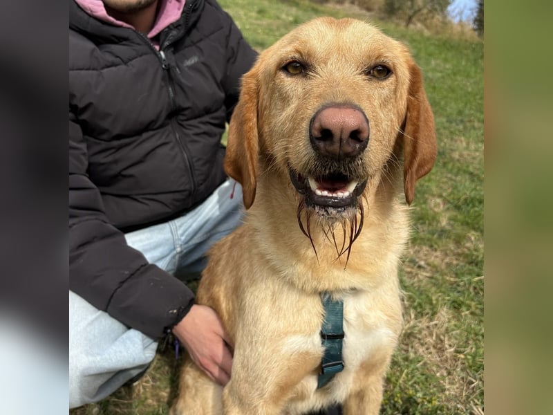 Lillo - ein ruhiger, bescheidener,  freundlicher Bub